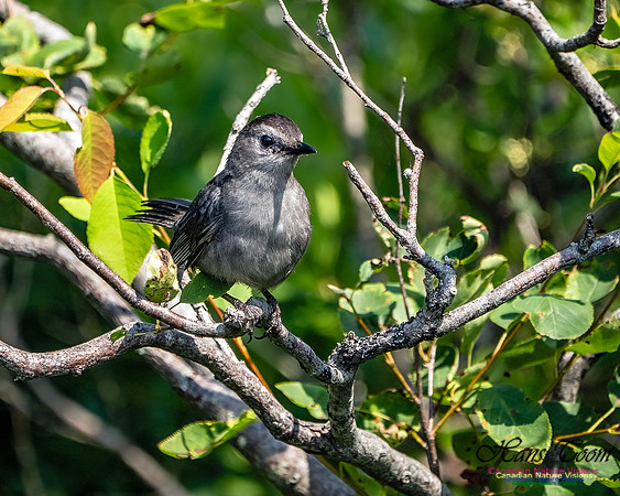 Grey Catbird 103