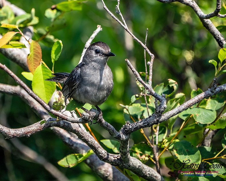 Grey Catbird 103