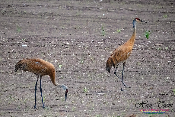Sandhill Cranes 706