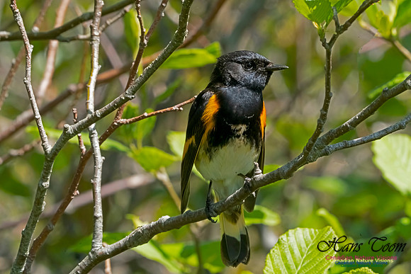 American Redstart 1002