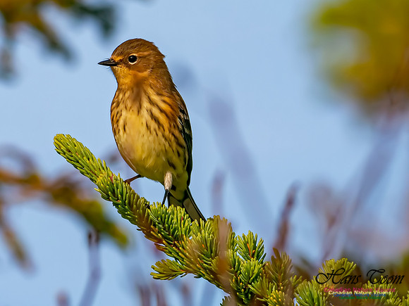 Yellow-rumped Warbler 500