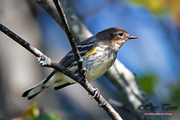 Yellow-rumped Warbler