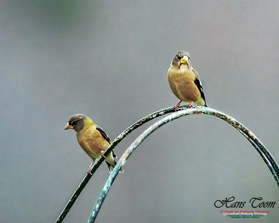 Evening Grosbeak 109