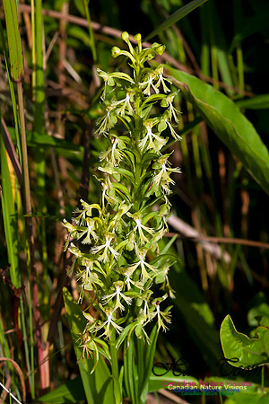 Ragged Fringed Orchid