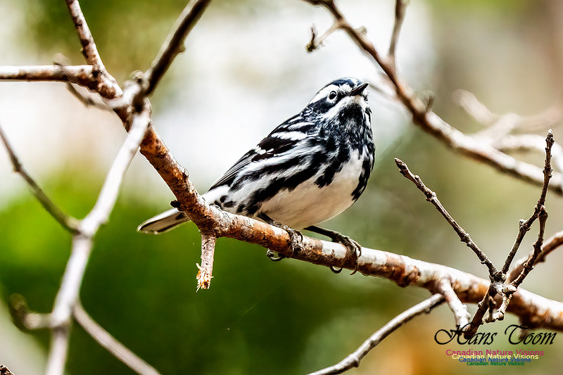 Black-and-White Warbler 350