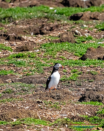 Elliston and Atlantic Puffins 115
