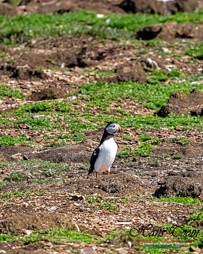 Elliston and Atlantic Puffins 115