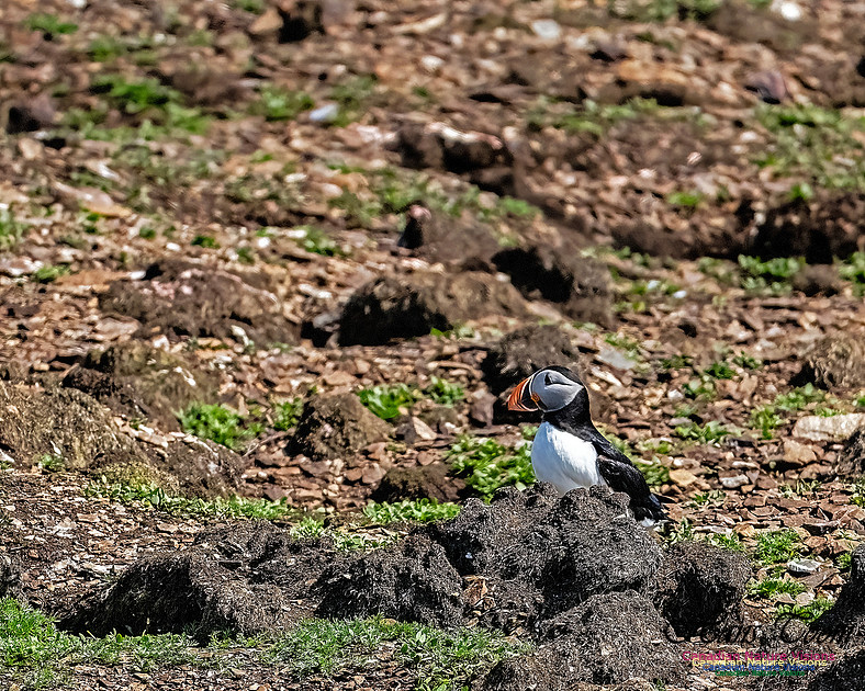 Elliston and Atlantic Puffins 123