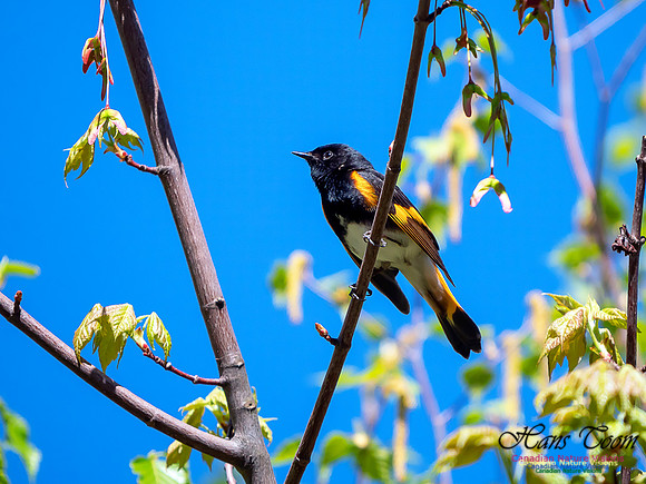 American Redstart 6
