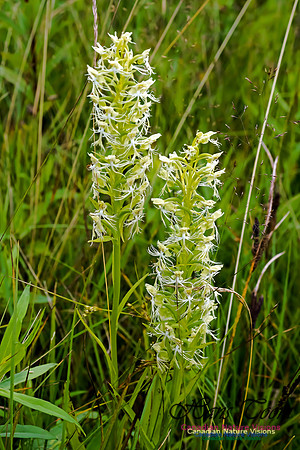 Ragged Fringed Orchid