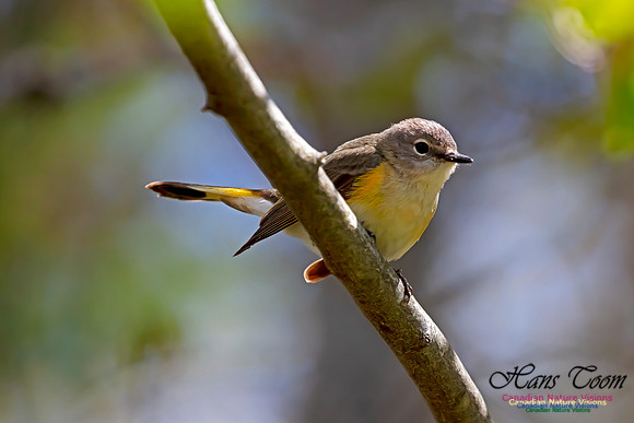 American Redstart 41