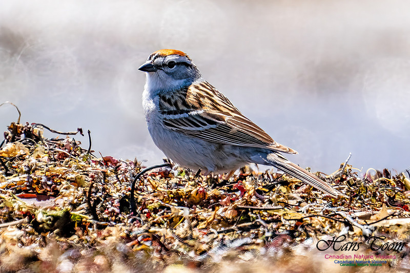 Chipping Sparrow 103
