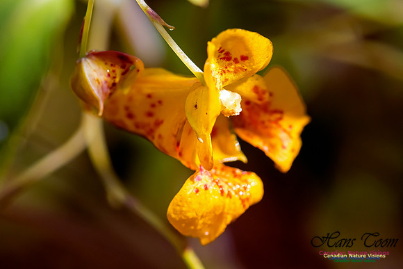 Jewelweed