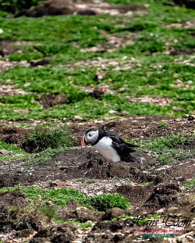 Elliston and Atlantic Puffins 120