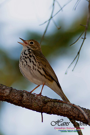 Ovenbird