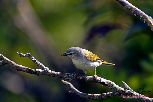 Tennessee Warbler