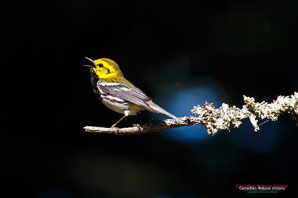 Black-throated Green Warbler