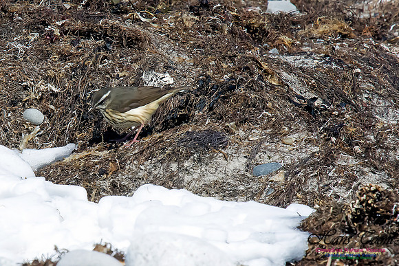 Louisiana Waterthrush