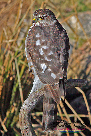 Sharp-shinned Hawk