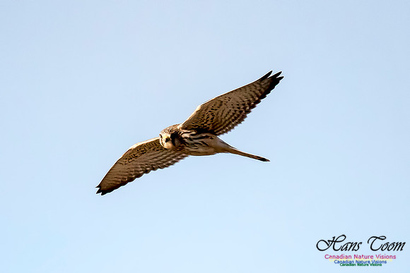 Eurasian Kestrel