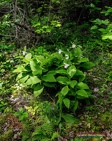 Showy Lady's Slipper Orchid 164