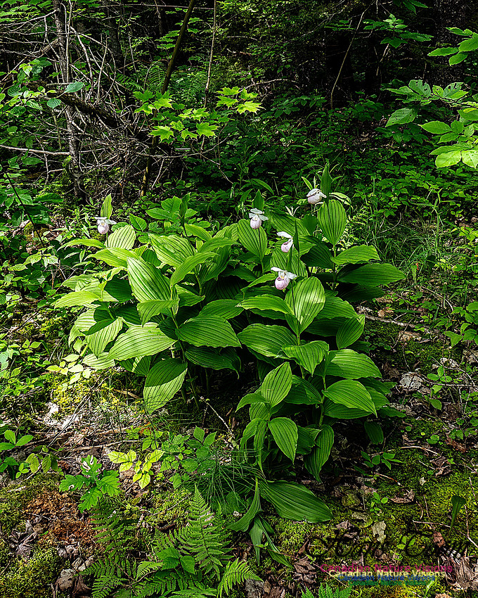 Showy Lady's Slipper Orchid 164