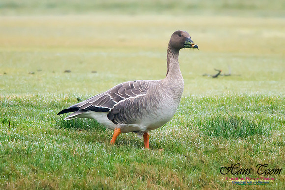 Bean Goose