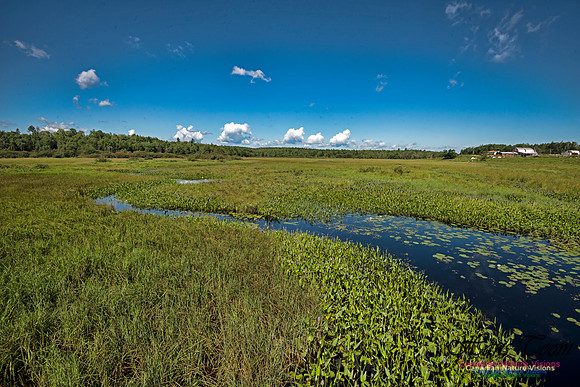 Pickerel Weed