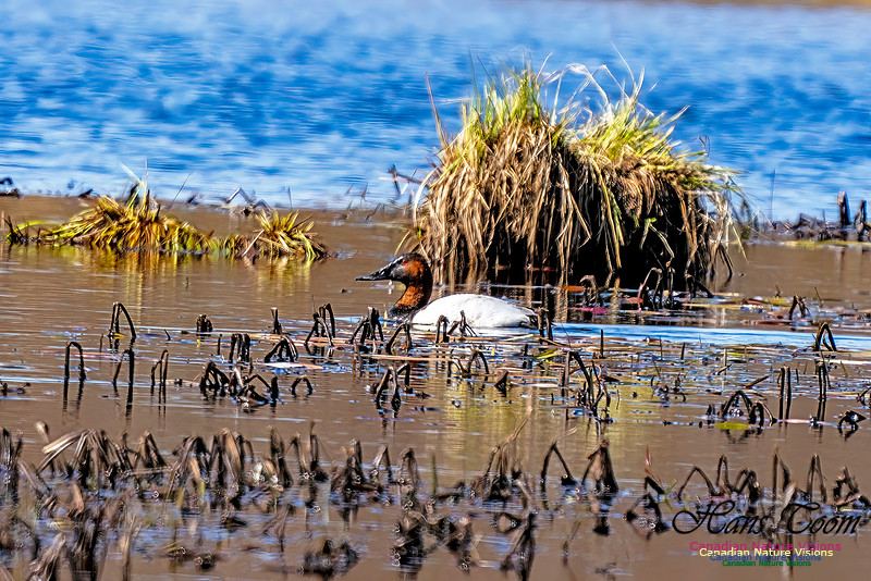 Canvasback 109
