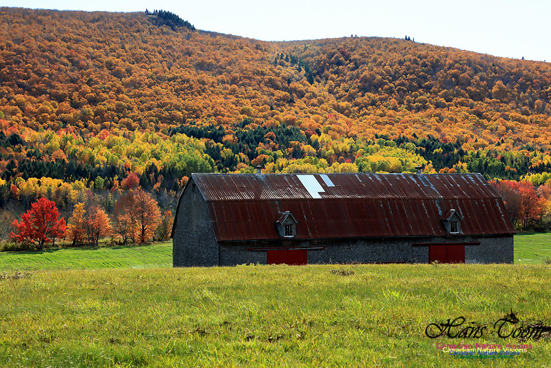 Maple Forest Fall Colours 2016