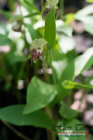 Ram's Head Orchid