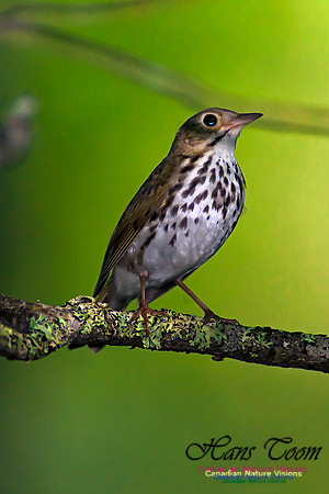 Ovenbird22