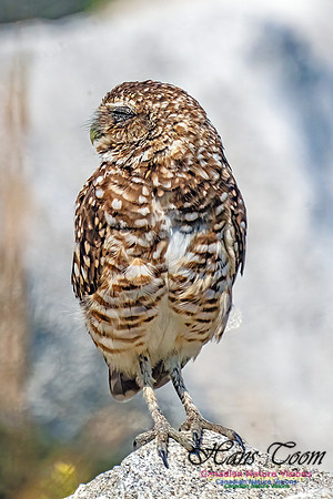 Burrowing Owl 400