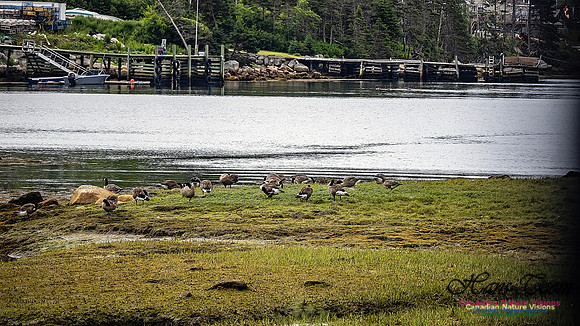 Canada Geese 100