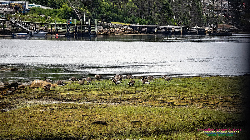 Canada Geese 100