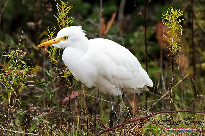 Cattle Egret