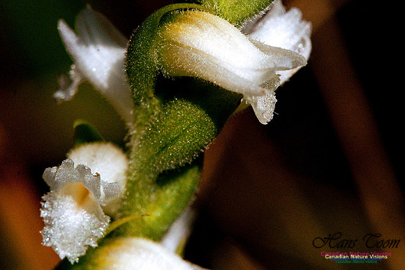 Nodding Ladies Tresses Orchid