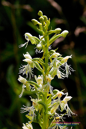 Ragged Fringed Orchid