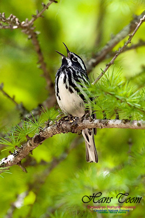 Black-and-White Warbler