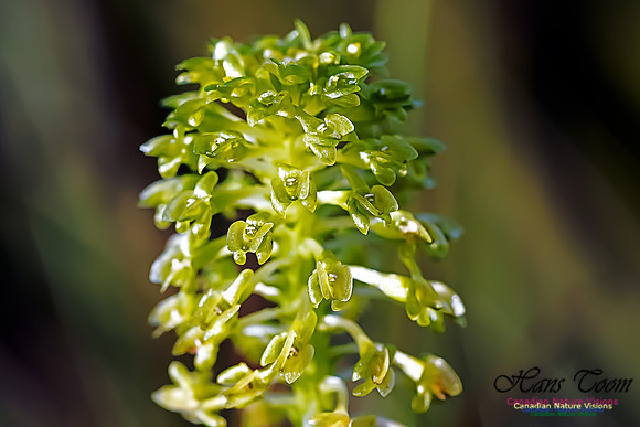 Green Adder's Mouth Orchid