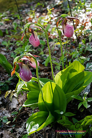 Pink Lady's Slipper