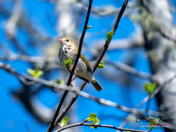 Ovenbird 3