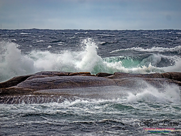 November Gale 3 100