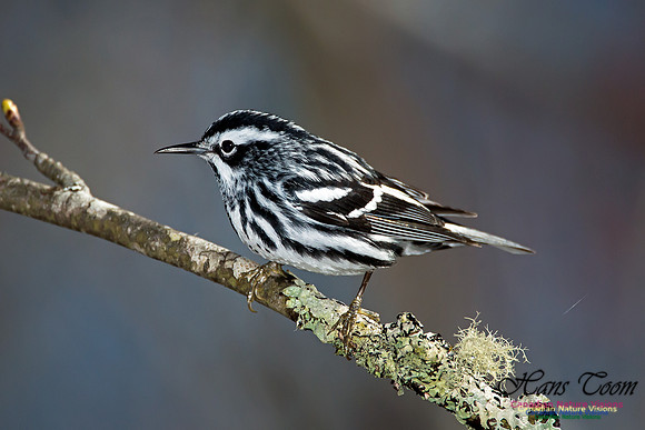 Black-and-White Warbler