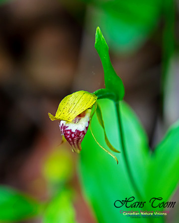 Ram's Head Orchid 104
