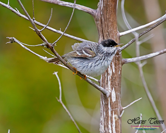 Blackpoll Warbler 102