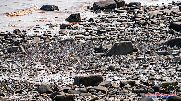 Evangeline Beach Shorebirds 2025 106