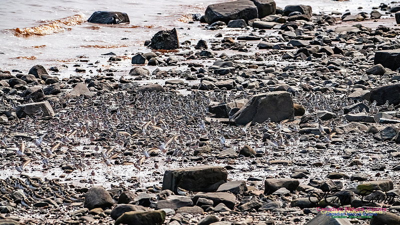 Evangeline Beach Shorebirds 2025 106