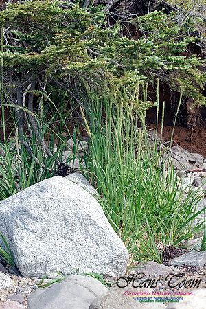 Cord Grass