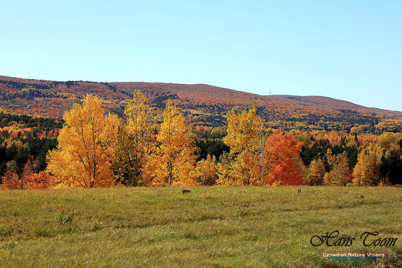 Maple Forest Fall Colours 2016